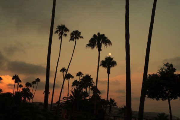 palm-trees-silhouette-sunset-full-moon